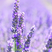 Lavender Fields                Lining